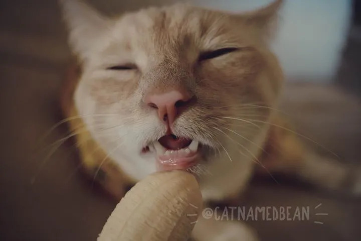 Cat Ipsum